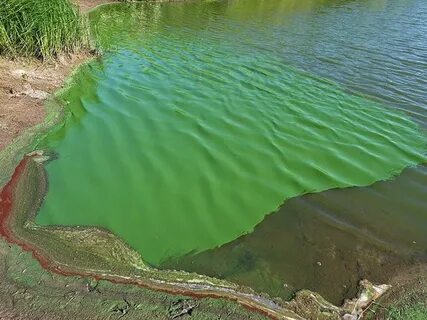 Сине зеленые водоросли в водоемах