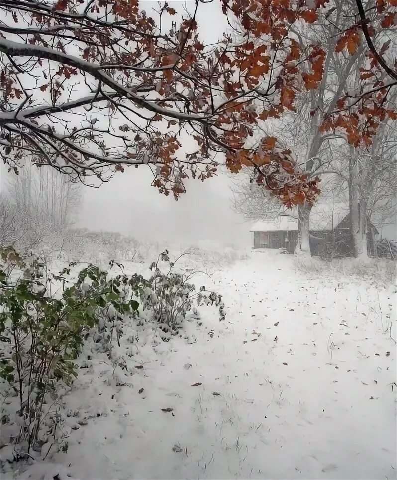 Осень вьюга. Поздняя осень снег. Пасмурный день. Метель осенью. Поздняя зима.