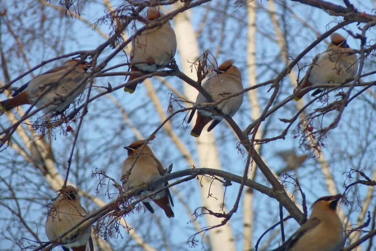 Bombycilla garrulus. Птицы Западной Сибири свиристель. Свиристель обыкновенный (Bombycilla garrulus). Свиристель Сибирская. Свиристель город