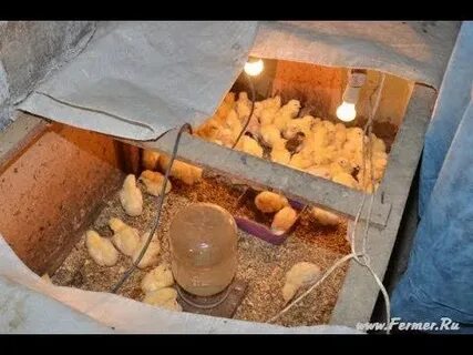 Куда девать куриный