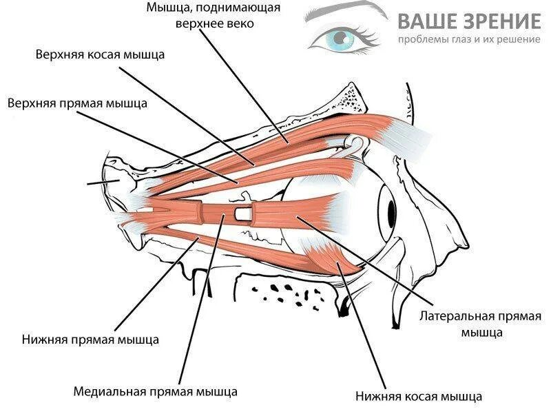 Верхние веки мышцы