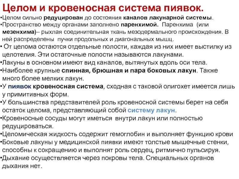 Лакунарный тип кровеносной системы