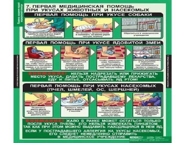 Оказание 1 помощи при укусах змей. Оказание первой помощи при укусах животных и змей. Оказание первой медицинской помощи при укусах насекомых. Памятка при укусах змей и насекомых. Оказание первой доврачебной помощи при укусах животных.