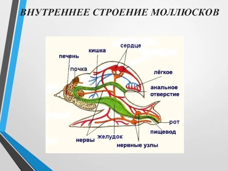 Моллюски строение и жизнедеятельность. Строение моллюсков. Внутреннее строение моллюсков. Строение моллюска. Тип моллюски внутреннее строение.