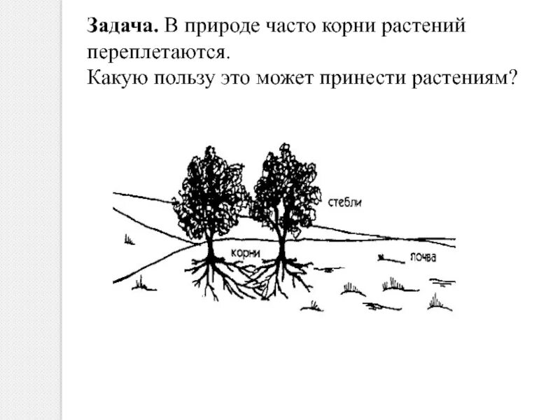 Задания по экологии. Задачи для презентации. Метод тест растений. Аналог задачи в природе.