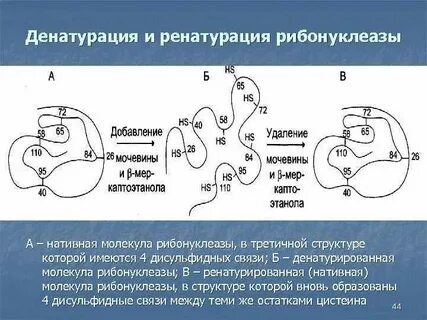 Схема денатурации белка
