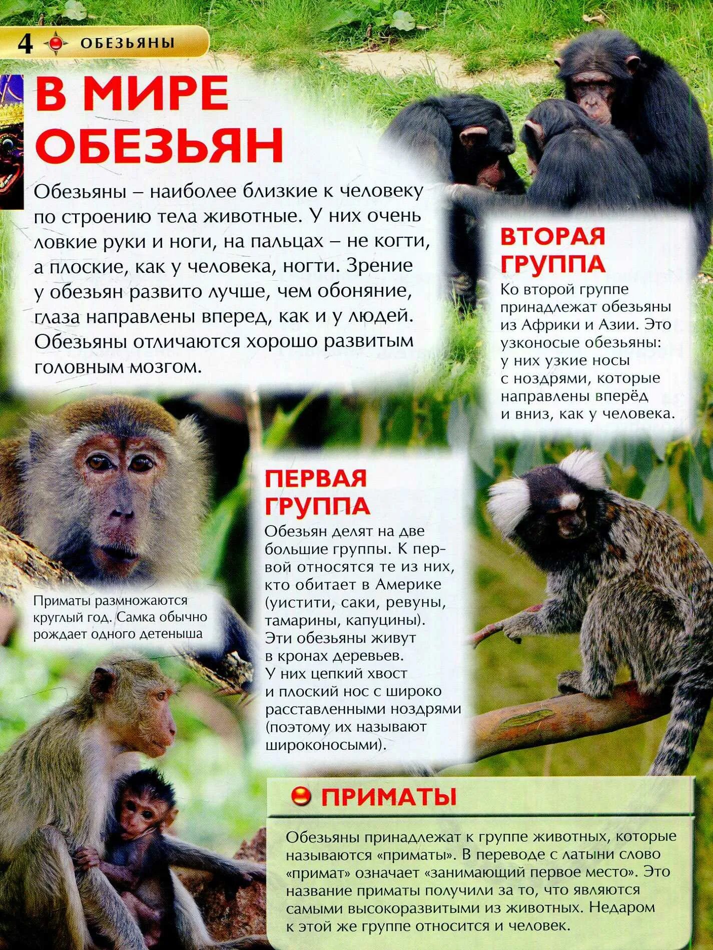 Истории про обезьян. Обезьяны. Энциклопедия. Энциклопедия статья об обезьянах. Статья про обезьян. Энциклопедия для детей статья про обезьян.