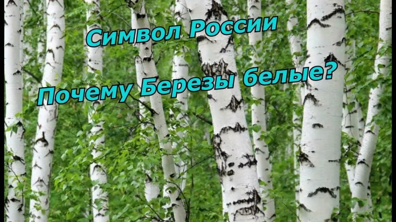 Почему береза стоит. Почему береза стоит
