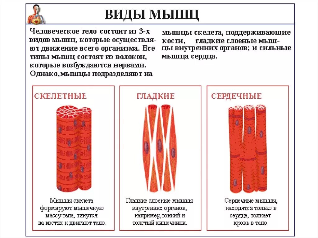 Мышечная клетка функции. Мышечная клетка. строение мышечной клетки человека. клетка мышцы человека строение. анатомия мышц человека клетка.