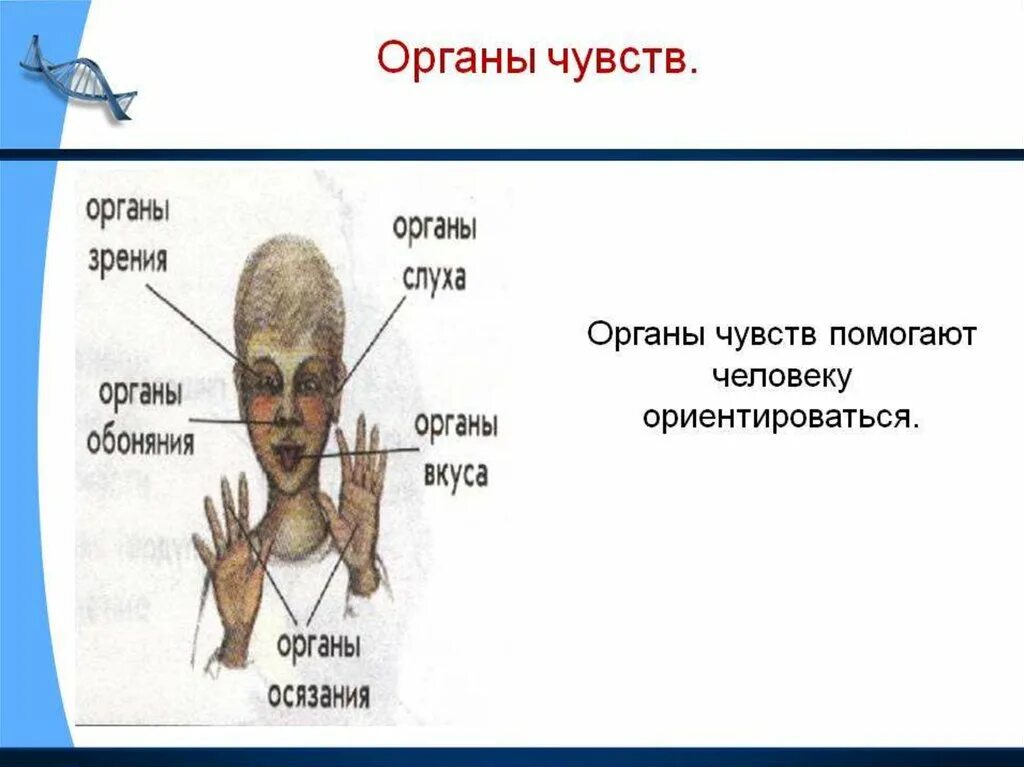 Название органов чувств. Система органов чувств. Органы чувств человека. Организм человека 3 класс. Организм человека презентация.