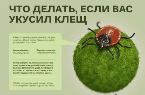Лечение от клеща у человека