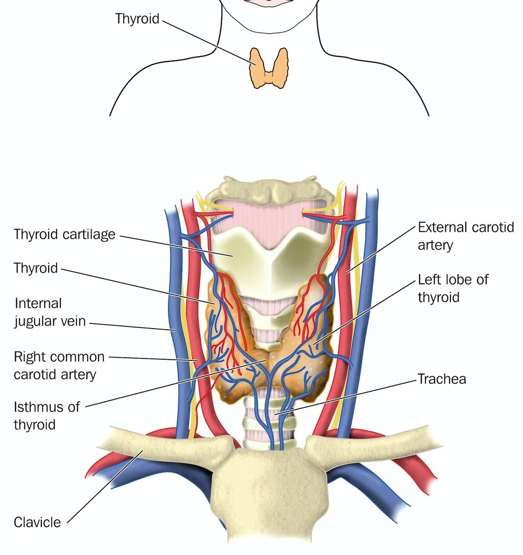 Орган мишень щитовидной железы. Щитовидная железа анатомия. Кровоснабжение щитовидной железы. Сонная щитовидная железа. Кровоснабжение щитовидной железы топографическая.