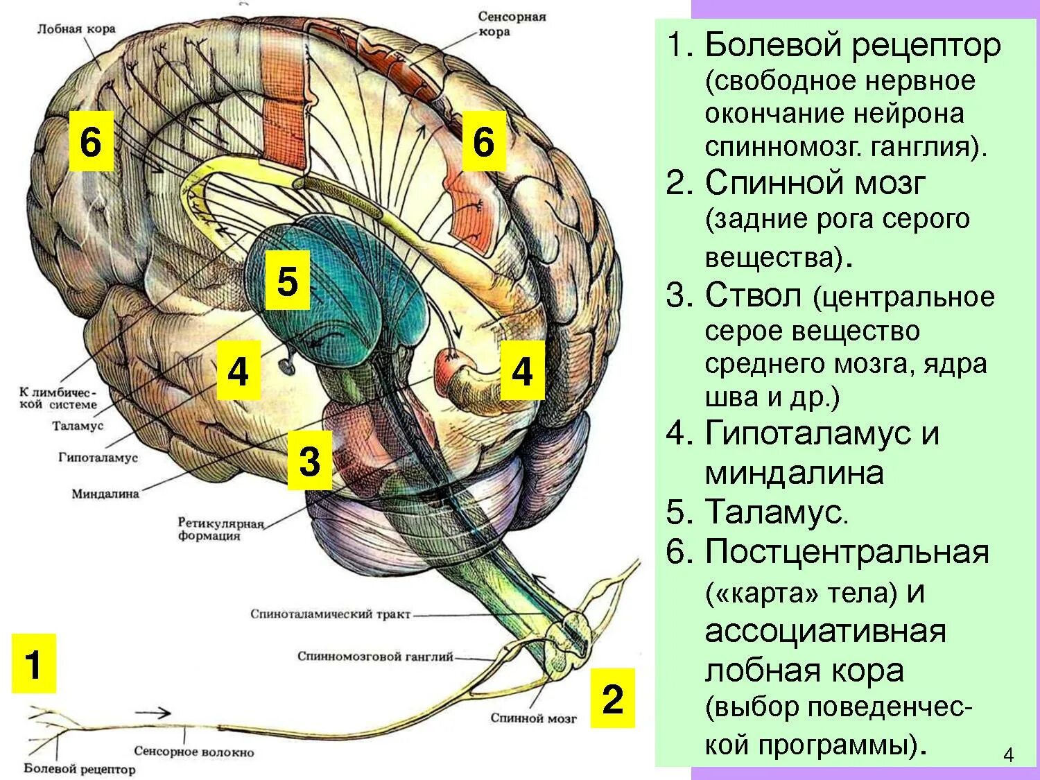 Nbs eximia nexstim. Нейрофизиологические особенности. Исследование головного мозга ээг. Нейрофизиологические основы речи. Электрограмма ээг.