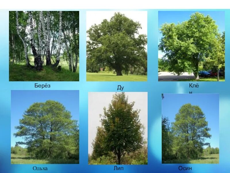 береза повислая роща. широколиственные леса береза. в роще растут березы сосны и дубы. береза белоствольная сорт. сосново мелколиственный лес.