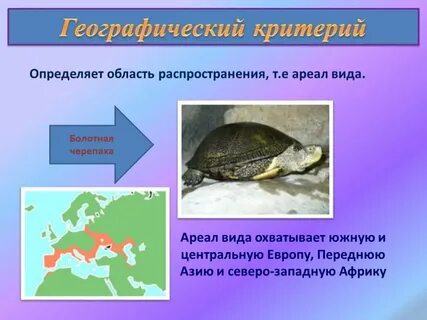 Географический критерий кратко