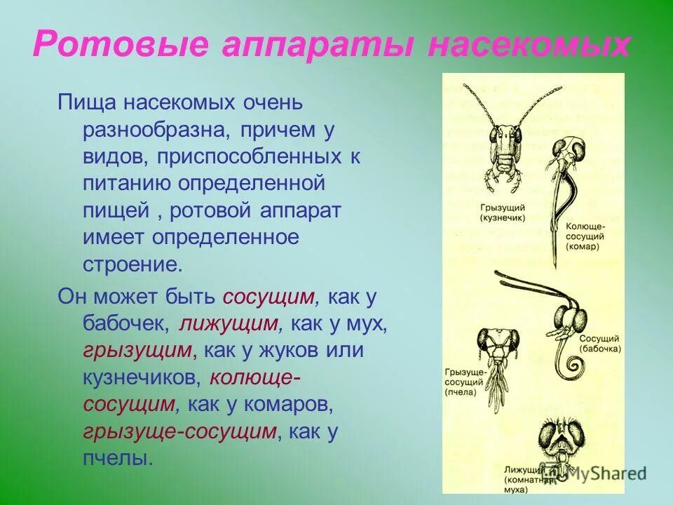 Разные формы ротового аппарата у насекомых. Разные формы ротового аппарата у насекомых. Ротовые аппараты насекомых 7 класс биология. Типы ротовых аппаратов насекомых с примерами. Ротовые аппараты насекомых таблица 7 класс по биологии.