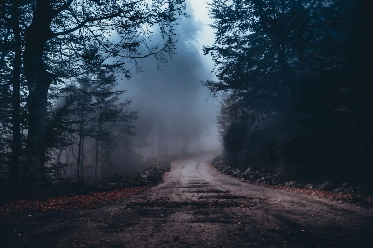 Лес ночью туман. Лес ночью туман. «ночь в лесу». Красивый лес. Темный лес.