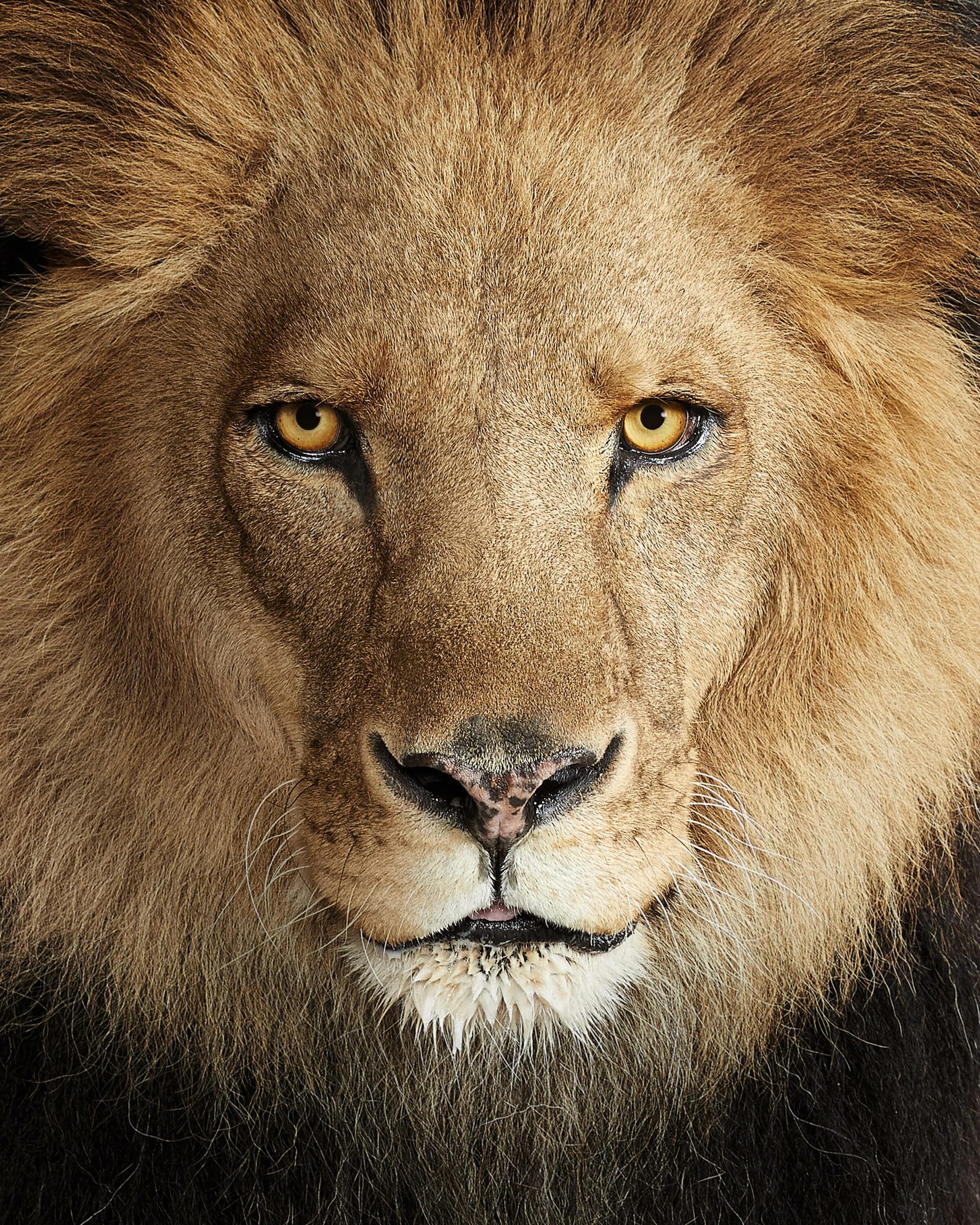 Африканский Лев. Царство Льва. Африканский Лев глаза. Лев один.