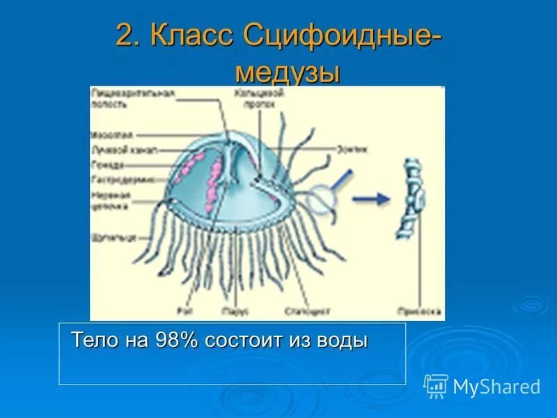 Строение медузы кишечнополостных. Строение сцифоидного полипа. Кишечнополостные строение медузы. Строение полипа кишечнополостных. Строение медузы кишечнополостных.