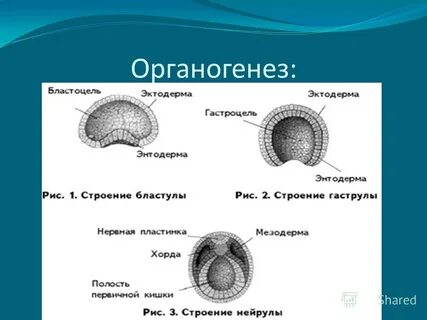 Органогенез
