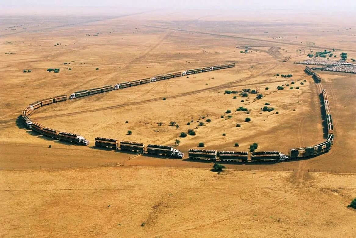 Самый длинный пост. Автопоезда в Австралии. Самый длинный автопоезд в Австралии. Ферма Anna Creek Cattle Station. Роуд трейн Австралии.