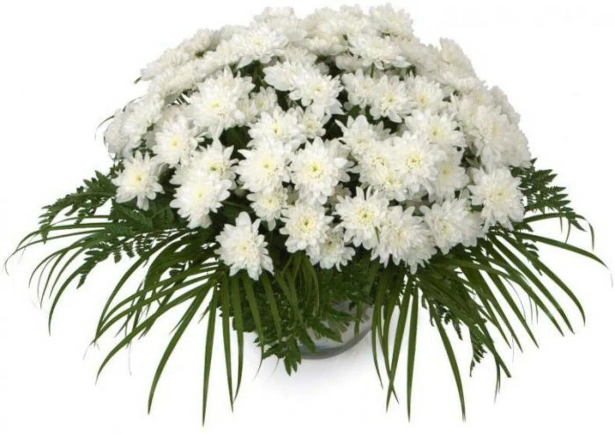 Открытки с днем рождения хризантемы. Хризантема кустовая белая. Хризантема игольчатая белая. Цветы хризантемы букет. Букет цветов из хризантем.