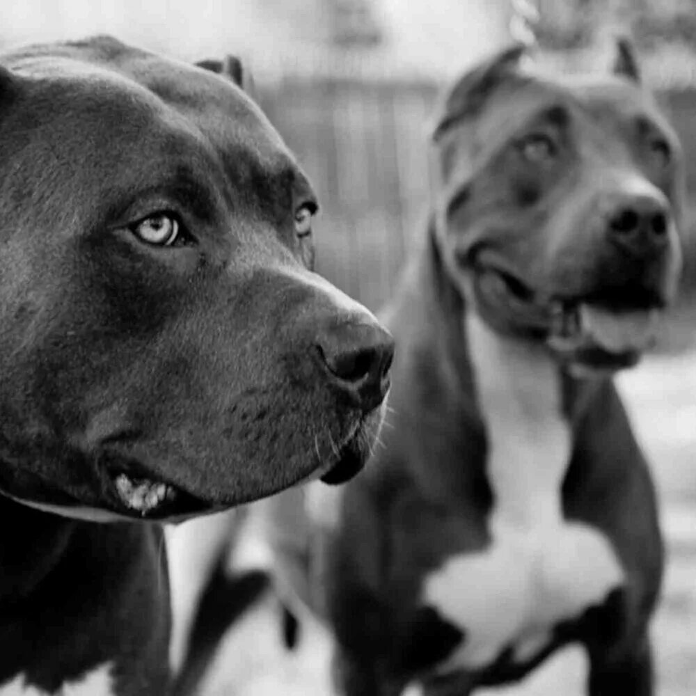 Питбуль команда. Американский стаффордширский терьер. стаффордширский питбультерьер черный. американский питбультерьер черн. питбуль картинки.