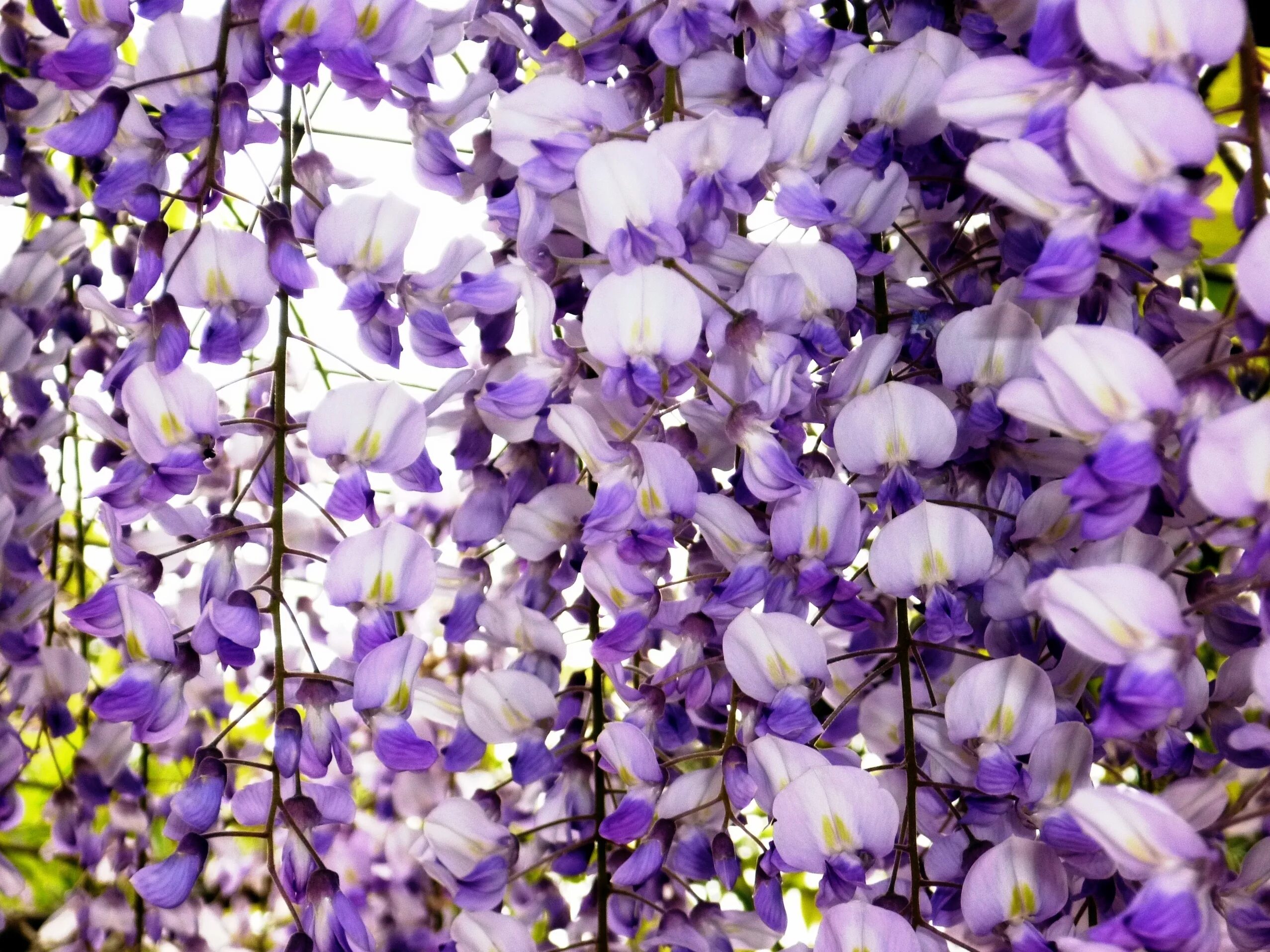 Ое цветы. DS-Глициния. Висячие цветы. Бело фиолетовые цветы. Вьющиеся фиолетовые цветы.