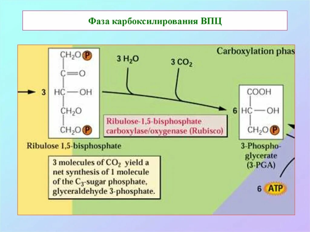 Образование атф темновая фаза. Карбоксилирование. Реакция карбоксилирования. Карбоксилирование это в биологии. Карбоксилирование ФЕП.