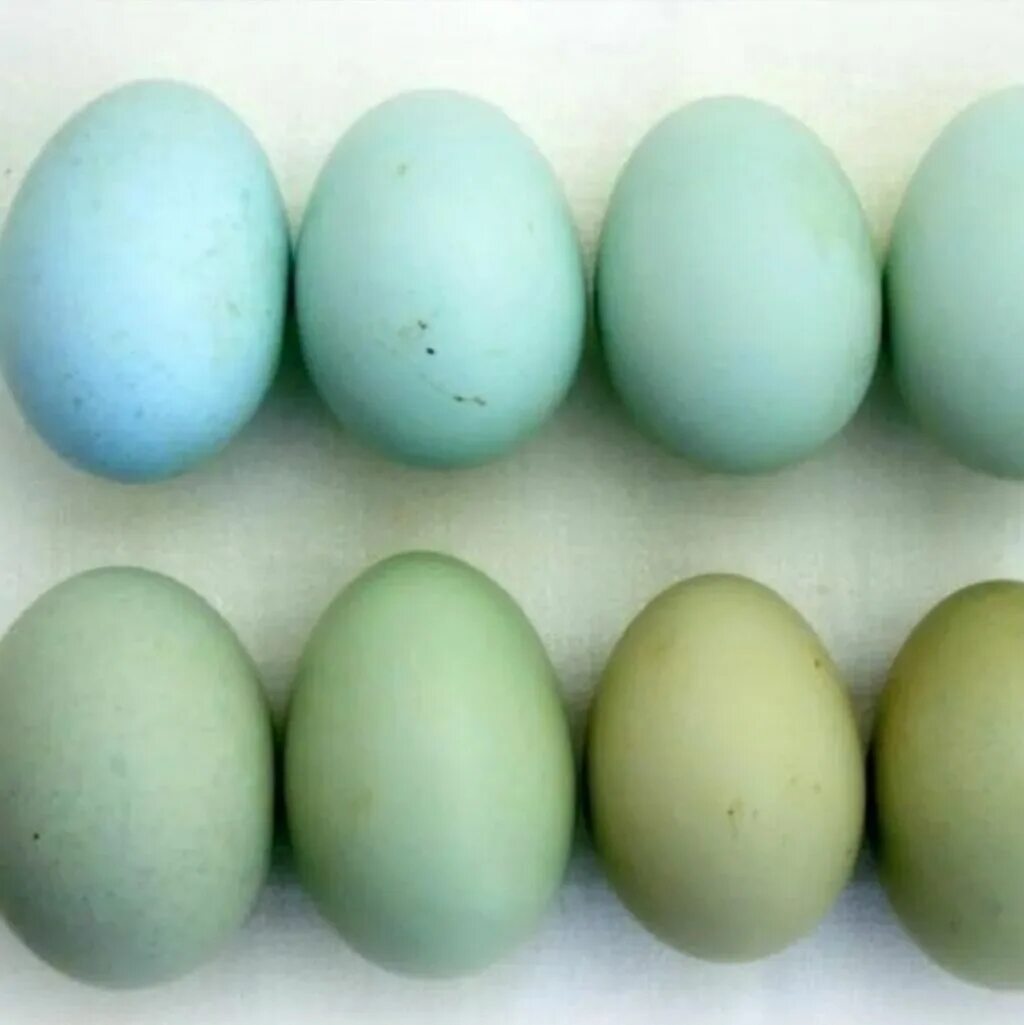 Порода кур голубые яйца фото. Араукана яйца. Куры Араукана яйца. Куры и яйцо синь синь Дянь. Синь-синь-Дянь порода яйца.
