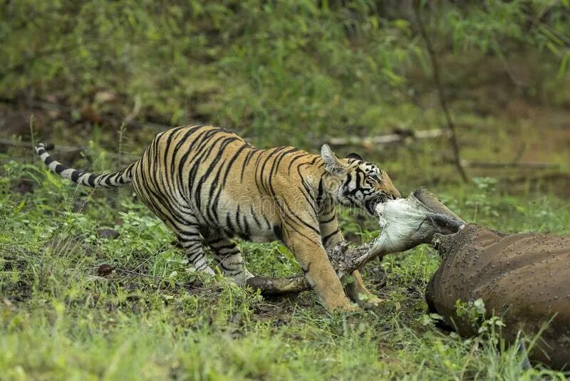 Тигр есть мясо. Дикие кошки Мга тигр. Тигр ест индийского замбара.