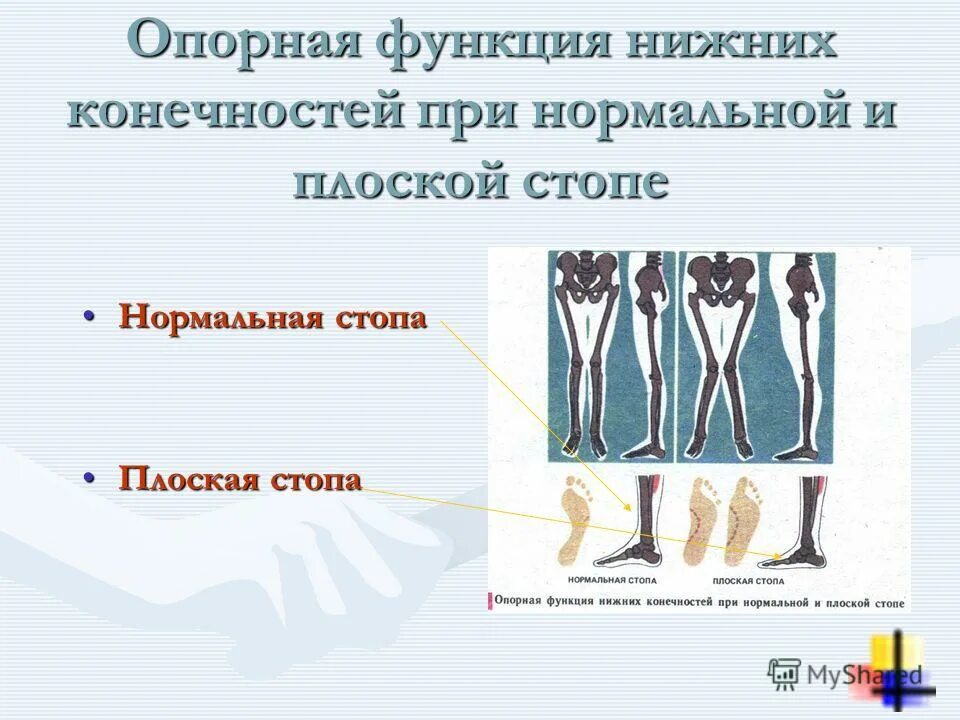 Функции нижних конечностей. Функции нижних конечностей человека. Нижние конечности строение и функции. Опорная функция ног.