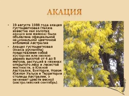 Акации лист сорвался стих