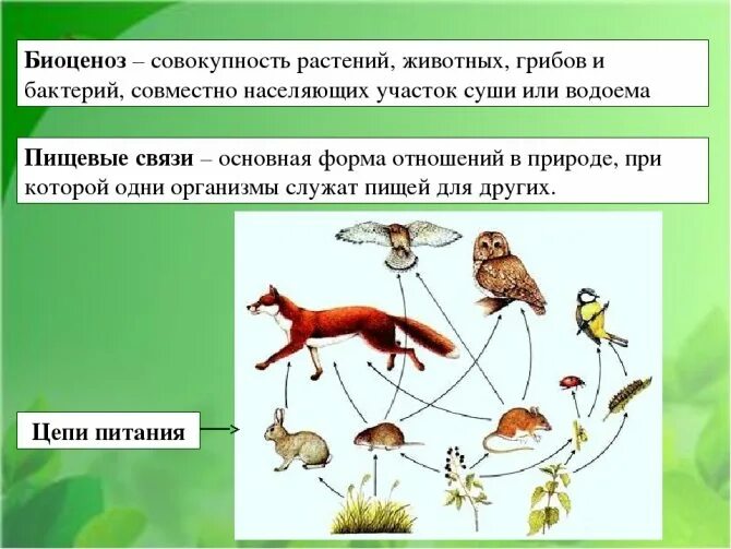 1 биоценозом называют. Биоценоз. Биоценоз примеры. Биоценоз это в биологии. Взаимосвязи организмов в сообществе.