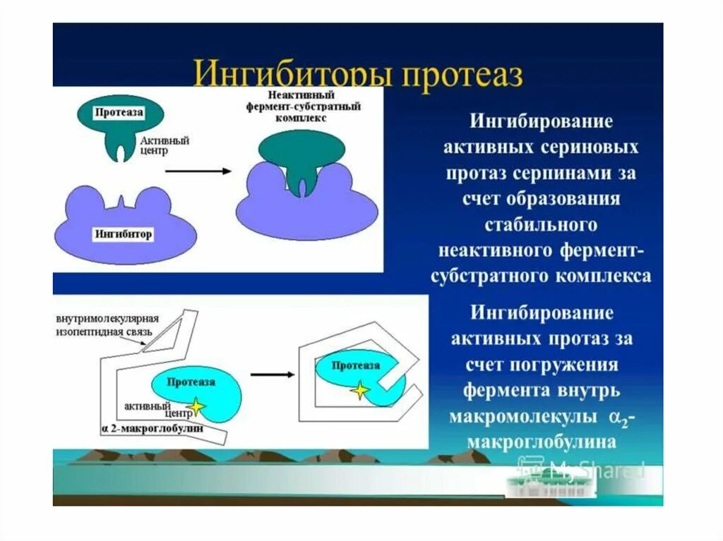 Неактивный фермент. Ингибиторы протеолитических ферментов. Ингибиторы протеолиза механизм действия. Ингибиторы вирусных протеаз. Ингибиторы пептидаз.