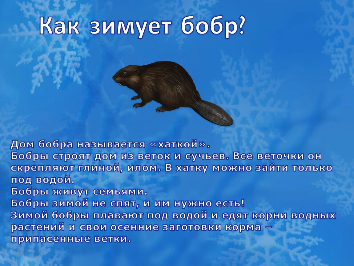 Авито дом бобры. Дом Бобров как называется. Как называется домик бобра. Домик бобра название. Дети бобра.