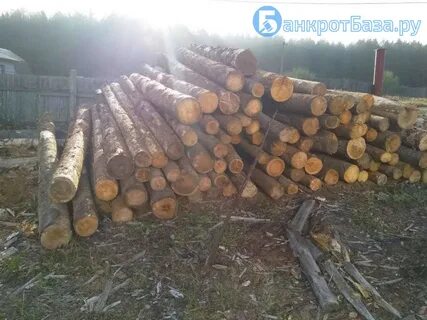 Продать дерево с участка