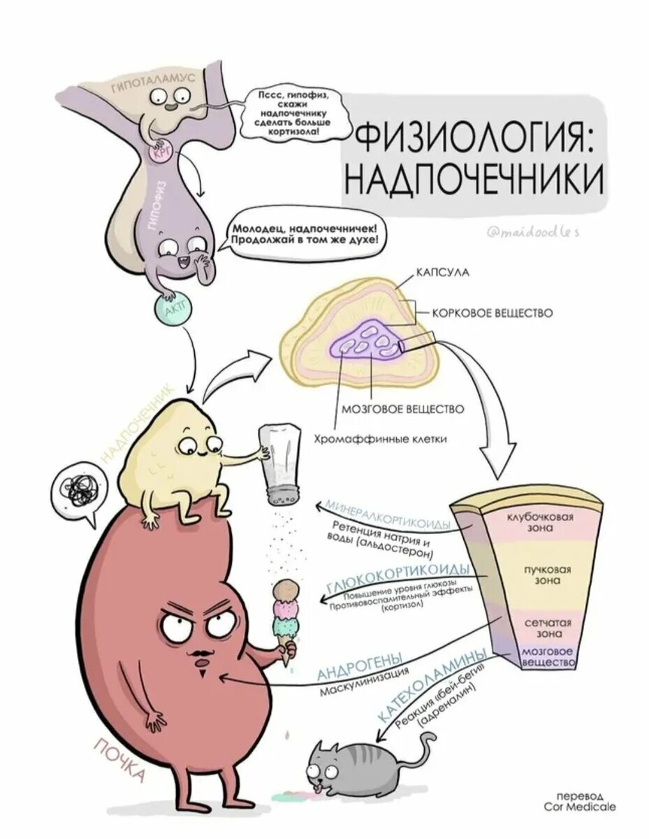 Физиология надпочечников. Гипофиз физиология. Надпочечники и стресс. Надпочечники рисунок.