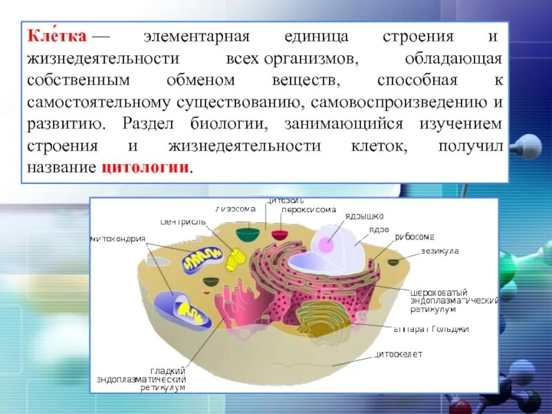 План конспект по биологии 9 класс строение клетки. Строение клетки анатомия конспект. Строение клетки конспект. Клеточное строение организмов. Клеточный состав живых организмов