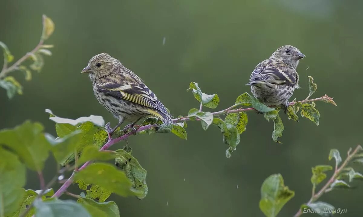 Чиж птица года конкурс. Чиж птица. Spinus Spinus. Spinus Spinus птенец. Молодой Чижик.