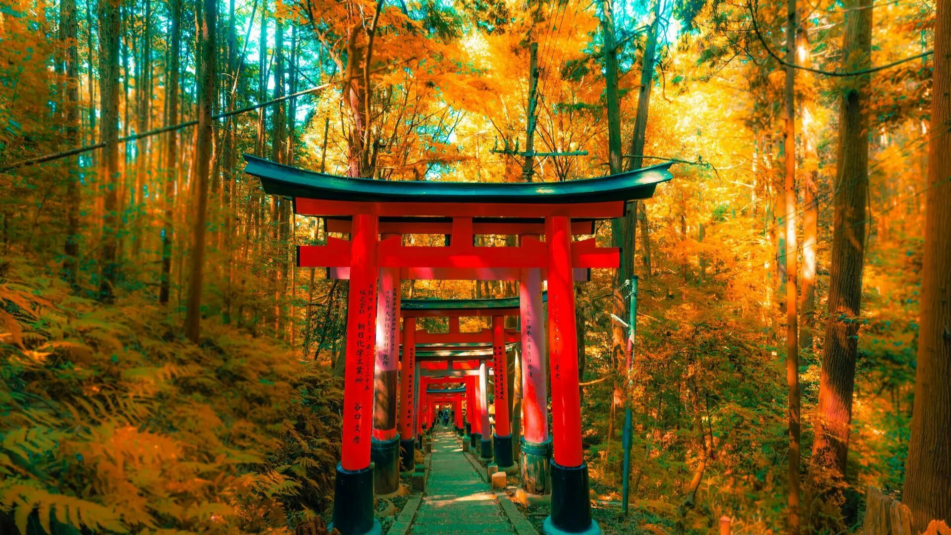 Киото звенигород. Ворота тории в Японии. Япония врата тории фон лес. Японские ворота тории лес. Киото.