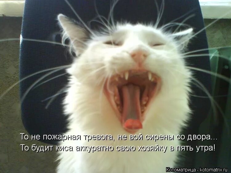 Женился не вой. Свадьба демотиватор. Немножко женаты кадры. Ээхх разгуляй логотип. Папа скажи откуда берутся слонята.