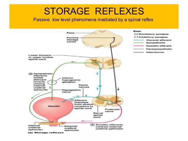 Neurogenic bladder. Мочевой пузырь новая Германская медицина. Reflex Urinary. Neurogenic bladder book pdf.