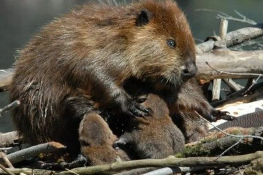 бобриха 18. бобр бобриха и бобрята. бобр и бобриха. европейский речной бобр. бобриха 18.