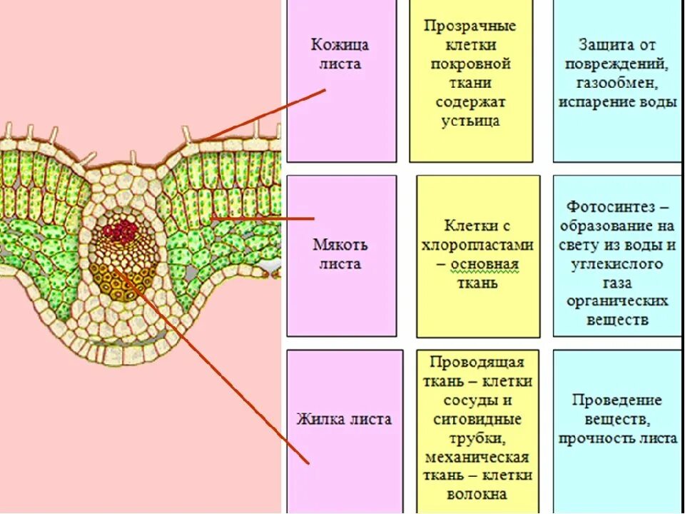 Какой тканью представлены жилки. Таблица клеточное строение листовой пластинки 6 класс. Строение мякоти листа и их функции. Строение клетки листа 6 класс. Строение кожицы 6 класс лист функции.