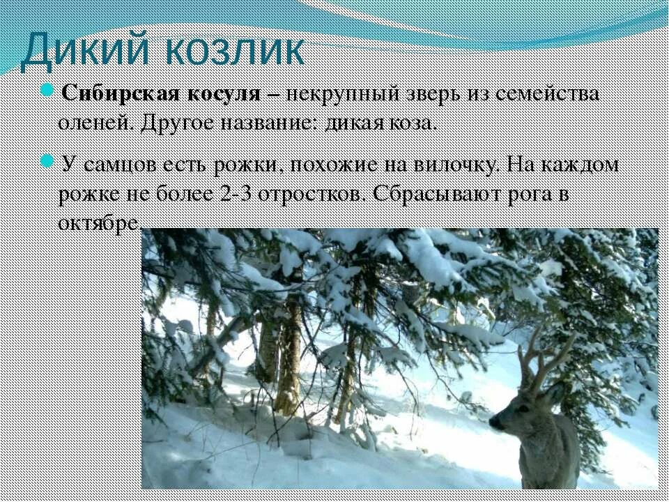 синквейн про серебряное копытце