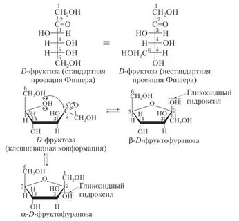 Фруктоза превращается