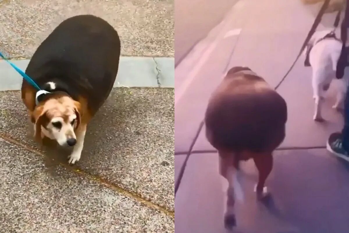 Собака похудела. Собака похудела после родов.