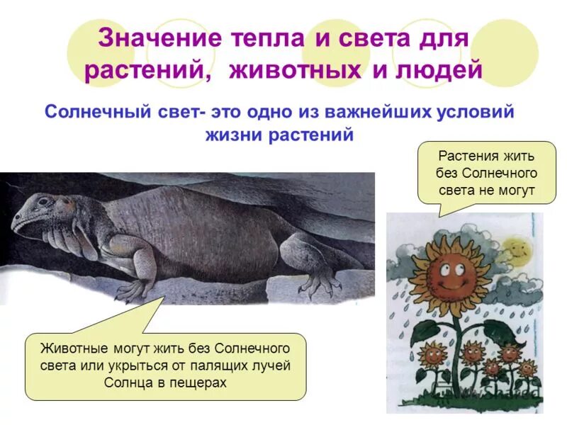 Значение света. Тепло значение. Влияние на лес низких и высоких температур. Тепло как экологический фактор. Что значит многократно.