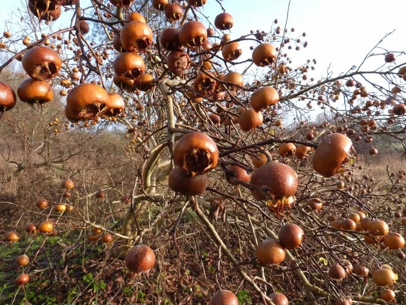 хурма мушмуловидная. штамбовая вишня. какой фрукт растет зимой. хурма в снегу. какой фрукт растет зимой.